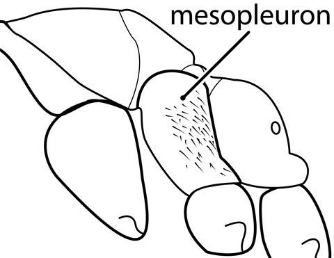 mesopleuron dull with abundant pubescence