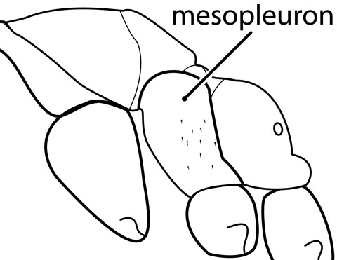 mesopleuron shiny with sparse pubescence