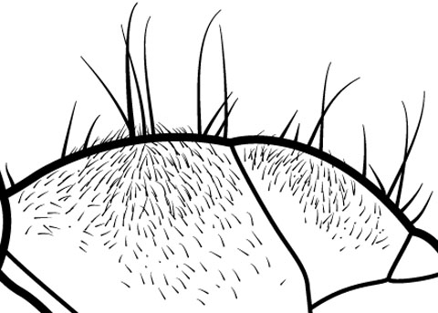 pronotum with dense pubescense
