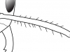 antennal scapes with morethan 10 erect-hairs