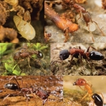 ants-of-fiji-figure-1